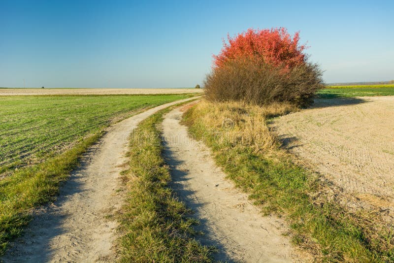 Chemin de terre par les champs et le buisson rouge images stock Chemin de terre par les champs et le buisson rouge images stock