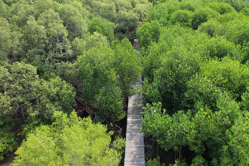 Chemin en bois menant dans la forêt de secteur tropical de conservation de palétuvier, Rayong, Thaïlande image libre de droits Chemin en bois menant dans la forêt de secteur tropical de conservation de palétuvier, Rayong, Thaïlande image libre de droits