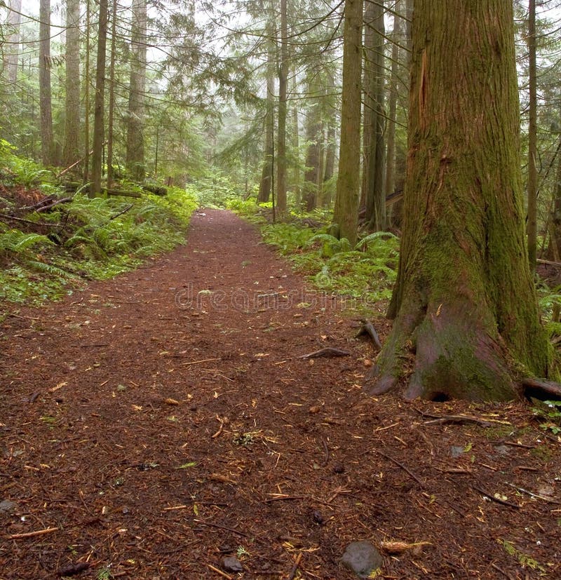 Chemin forestier brumeux images stock Chemin forestier brumeux images stock