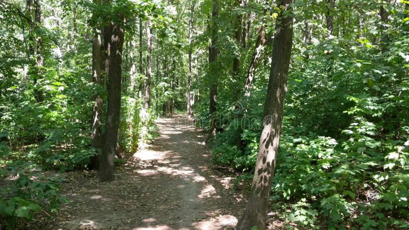 Chemin pendant le jour ensoleillé en bois de Forest Park. Vue statique. Pas de personnes. Arbres banque de vidéos