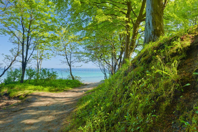 Chemin vers la mer par la nature à feuilles caduques verte de vert forêt