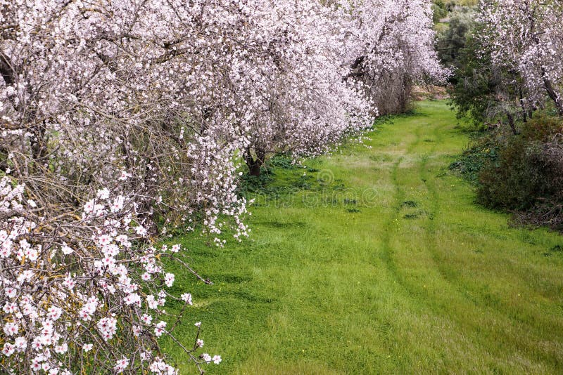 Chemin à travers la fleur image stock Chemin à travers la fleur image stock