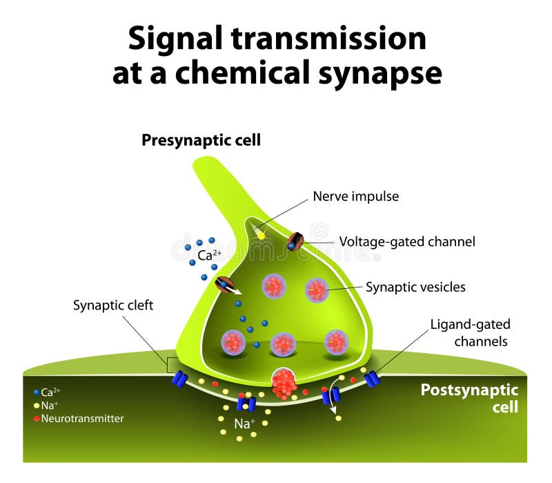 Signal transmission at a chemical synapse. one neuron releases neurotransmitter molecules into a synaptic cleft that is adjacent to another neuron. Signal transmission at a chemical synapse. one neuron releases neurotransmitter molecules into a synaptic cleft that is adjacent to another neuron.