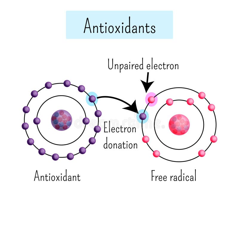 Chemisches Diagramm, das Antioxidans-dinates Elektron zum freien Radikal zeigt vektor abbildung Chemisches Diagramm, das Antioxidans-dinates Elektron zum freien Radikal zeigt vektor abbildung