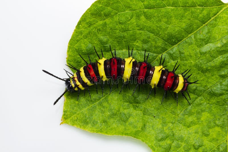 Close up of leopard lacewing (Cethosia cyane euanthes) caterpillar on its host plant leaf. Close up of leopard lacewing (Cethosia cyane euanthes) caterpillar on its host plant leaf