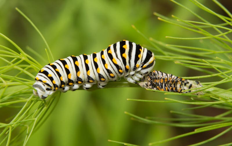 Chenille noire de papillon de machaon images stock Chenille noire de papillon de machaon images stock