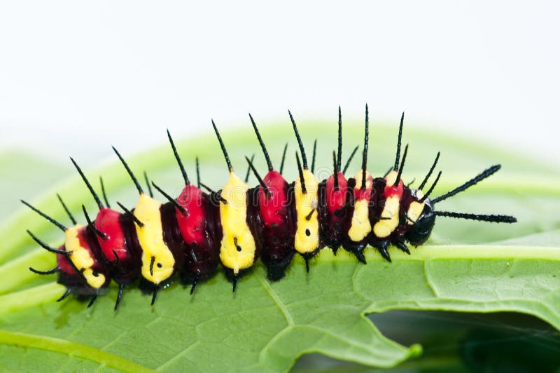 Close up of leopard lacewing caterpillars. Close up of leopard lacewing caterpillars