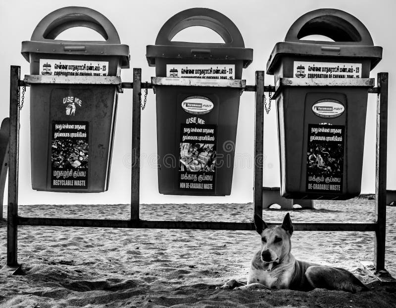 Chennai, India - January‎ ‎20‎th ‎2018: Monochrome photography of street dog lying near the public garbage on beach. Chennai, India - January‎ ‎20‎th ‎2018: Monochrome photography of street dog lying near the public garbage on beach.