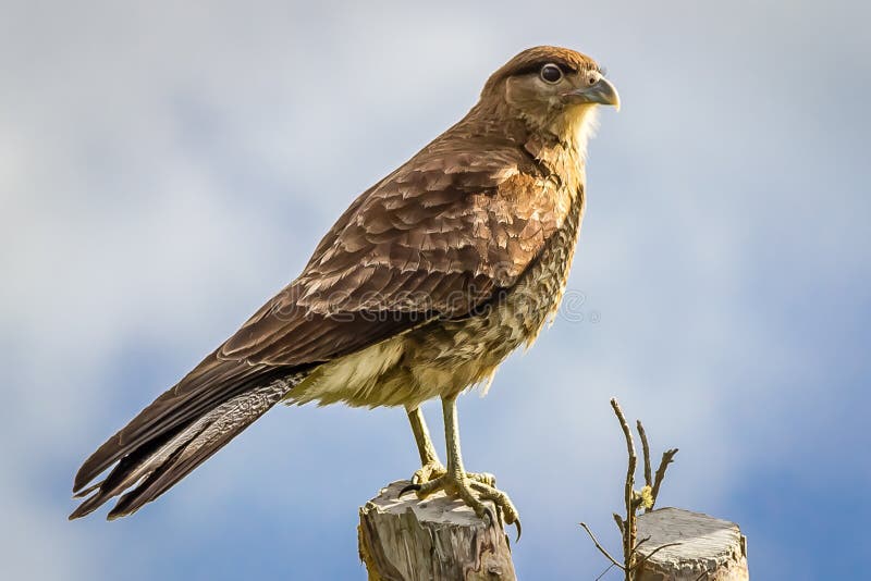 Chepu, Chiloe Island, Chile Milvago Chimango Caracara royalty free stock photography Chepu, Chiloe Island, Chile Milvago Chimango Caracara royalty free stock photography