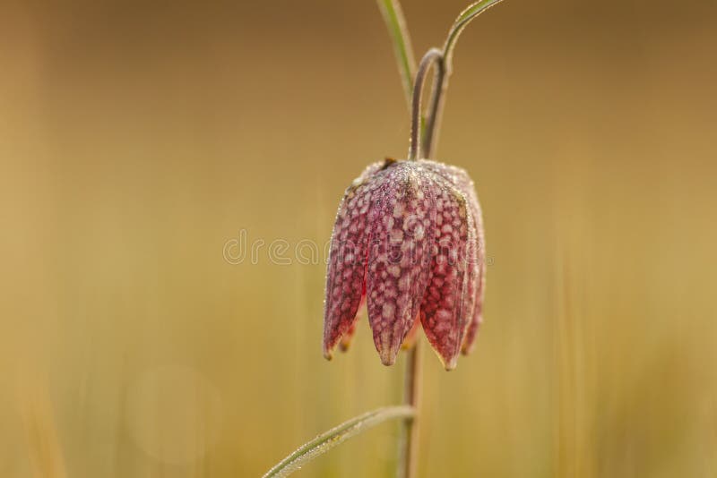 Chequered lily or chess flower, picture taken in Northern Germany royalty free stock photos Chequered lily or chess flower, picture taken in Northern Germany royalty free stock photos