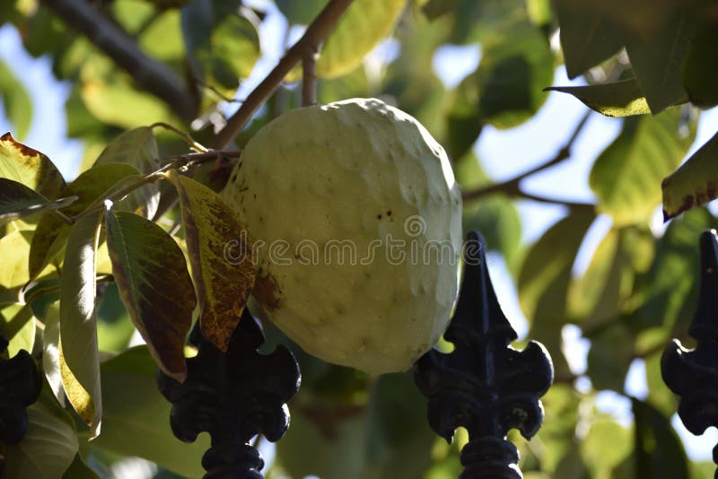 Cherimólia dos pomares da costa tropical Granada fotografia de stock Cherimólia dos pomares da costa tropical Granada fotografia de stock