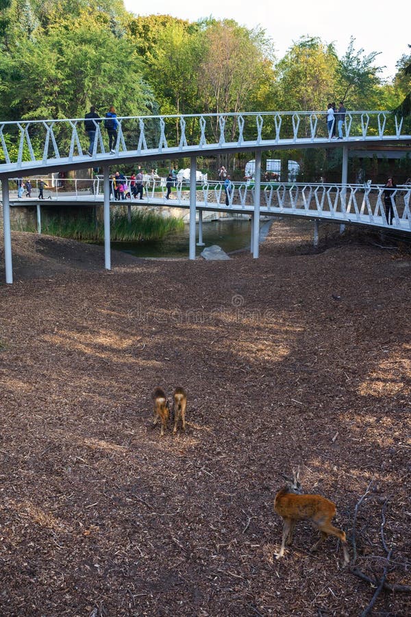 Cherkasy, Oekraïne, september 2019 Moderne dierentuin, hertengebieden Mensen gaan over de brug stock afbeeldingen Cherkasy, Oekraïne, september 2019 Moderne dierentuin, hertengebieden Mensen gaan over de brug stock afbeeldingen