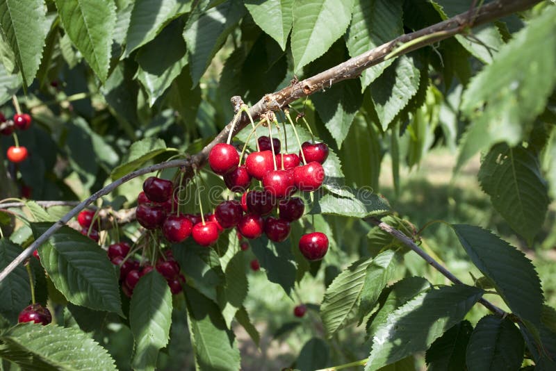 Cherries