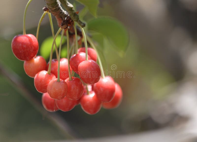 Cherries