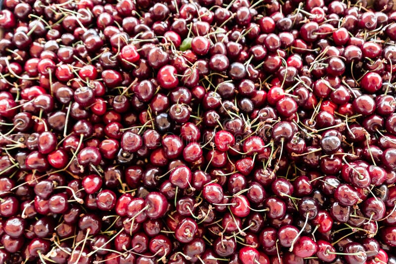 Australian Cherries stock image. Image of agriculture 7651389
