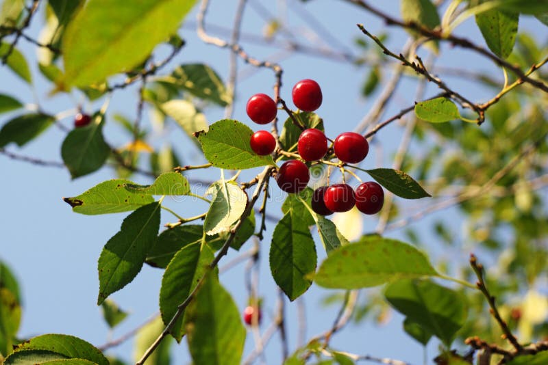 Cherries Berries Growing on a Branch. View from the Bottom Stock Image