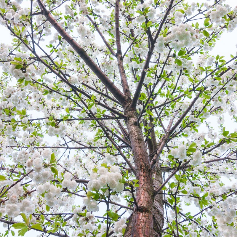 Cherries blossom tree stock image. Image of angle, leaves 40556857
