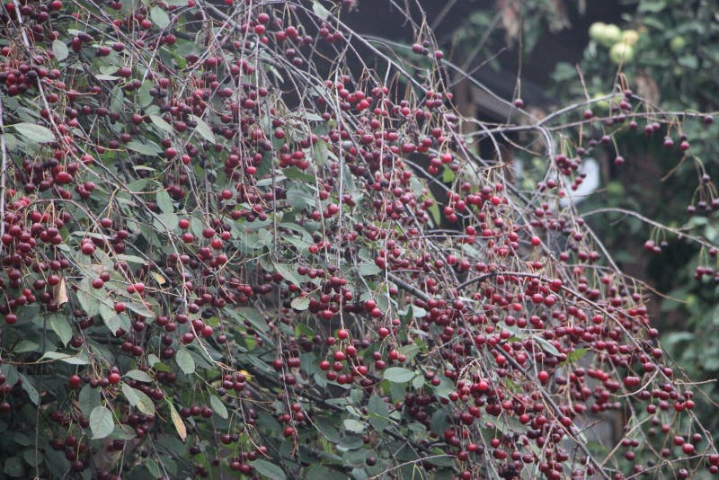 Cherries on Cherry Tree. Good Harvest in the Autumn. Harvest Concept