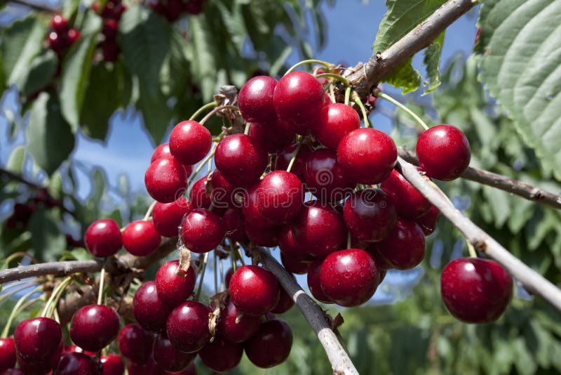 Cherries Close-Up