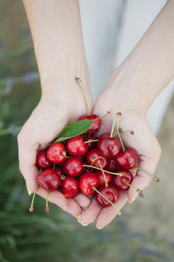 Cherries stock photo. Image of meal, dressing, handfull 873638