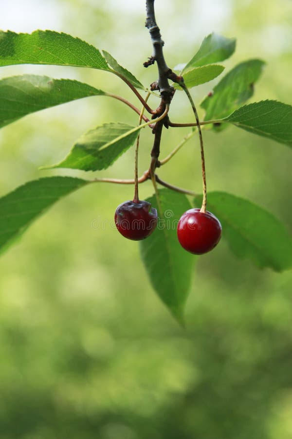 Cherries Parts of a branch stock photo. Image of fruit 75496108