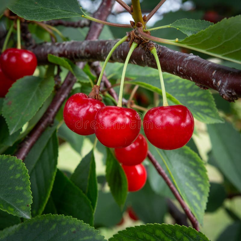 Cherry Picking in Door County Wisconsin Stock Photo Image of