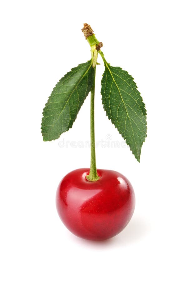 Cherry royalty free stock photos