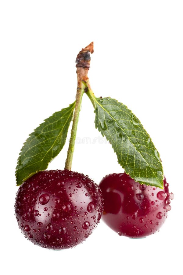 Cherry stock images