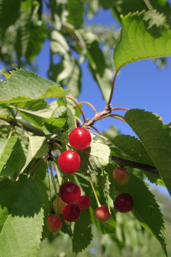 Cherry berry stock photo. Image of cottage, cherry, bush 25387848