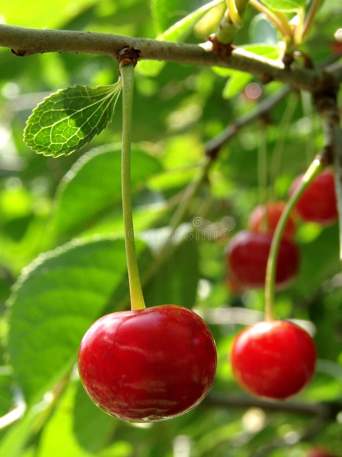 Cherry stock image. Image of nutrition, tree, cultivate 12538963