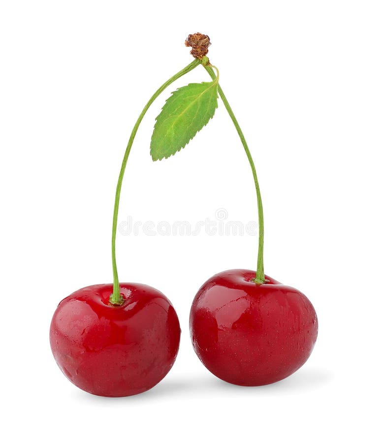 Isolated cherries stock photo. Image of food, berry, cherry - 16211286