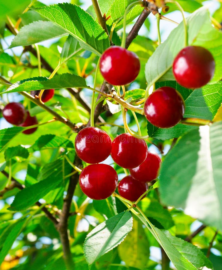 Cherry stock image. Image of nutrition, tree, cultivate 12538963