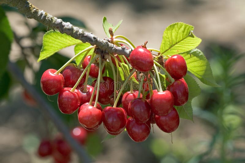 Ciliegie appendere sul stelo pronto sul scelta.