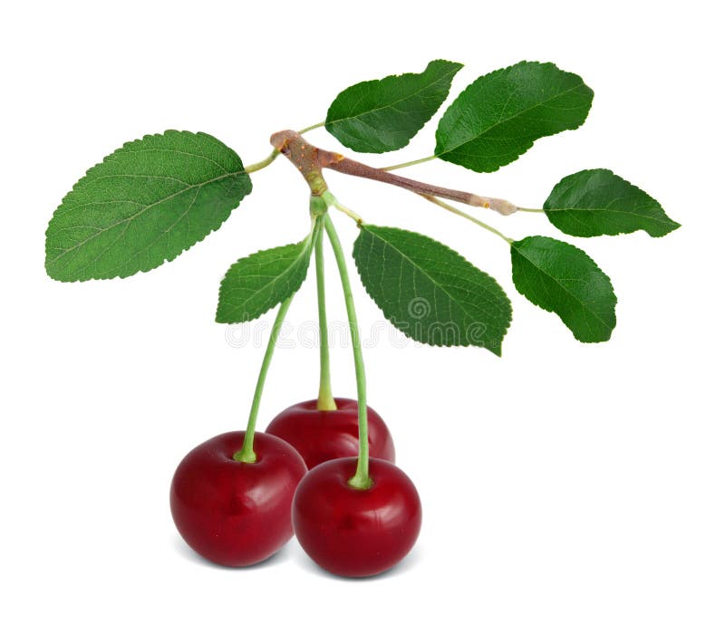 Cherry stock image. Image of mellow, agriculture, dessert 25821699