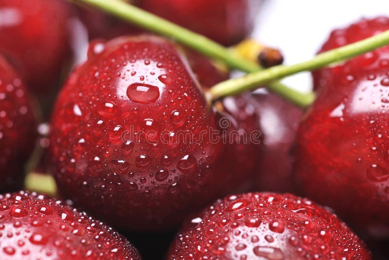 Cherry stock photo. Image of cherry, nutrition, green 5262906