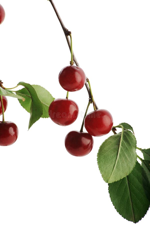 Cherry