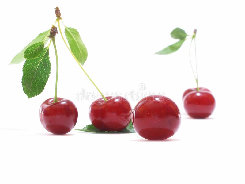 Cherry stock image. Image of coarse, leaf, verdancy, cerise - 75817