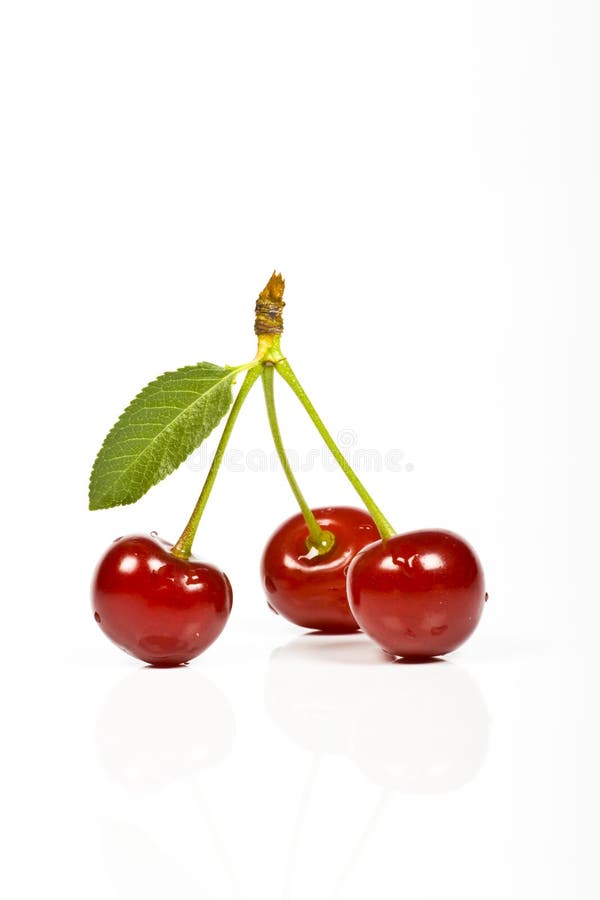 Cherry stock photo. Image of green, cherry, tasty, twins - 889598