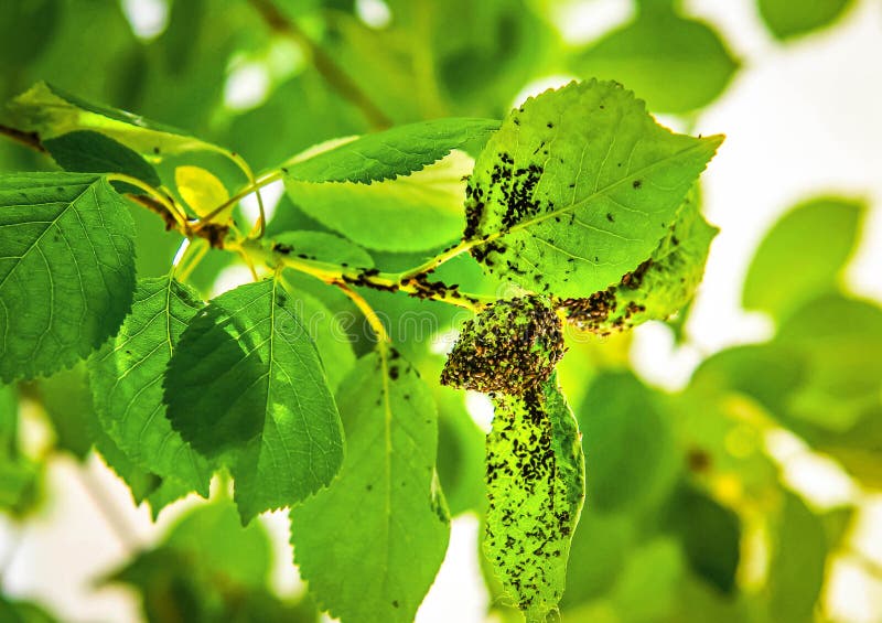Cherry Aphids, Black Fly on Cherry Tree. Branch of Fruit Tree Wi Stock
