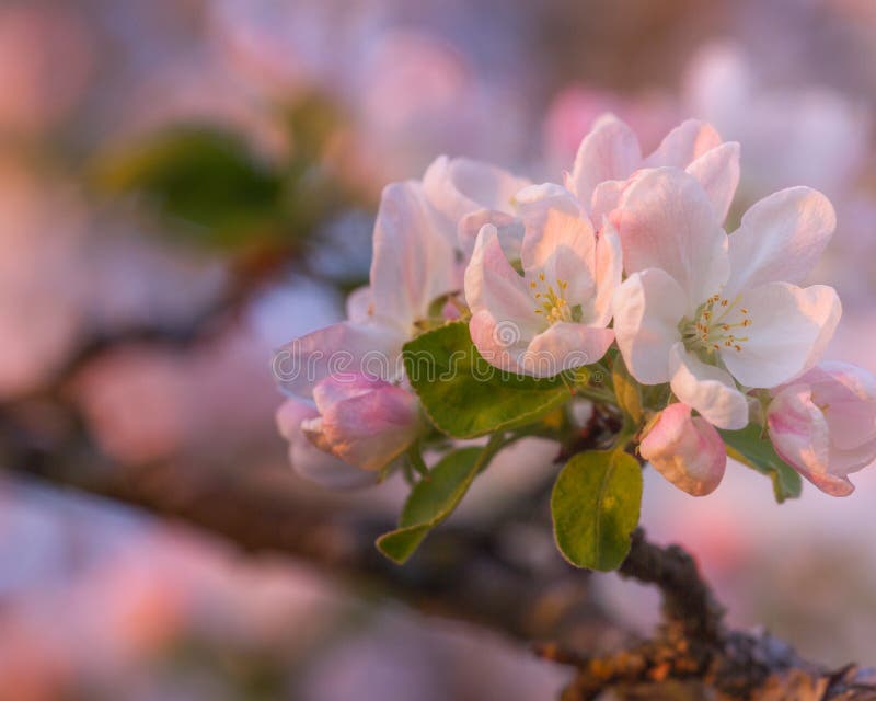 Cherry Apple blossom stock image. Image of freshness - 109041685 Apple Blossom Flower Vs Cherry Blossom
