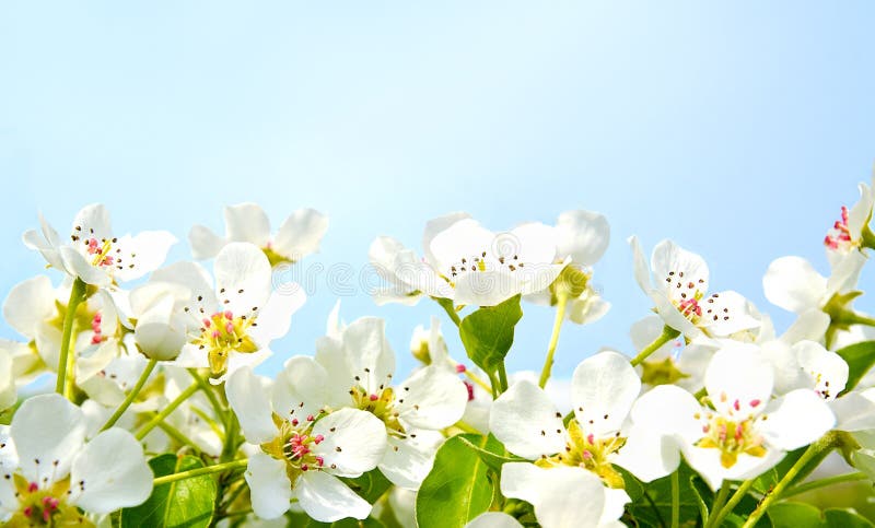 Cherry apple blossoms over blue sky background