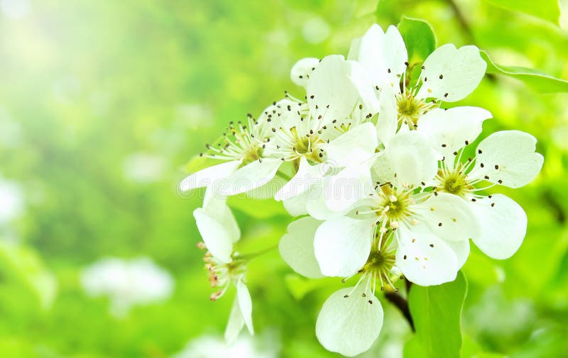 Cherry apple blossoms over nature background