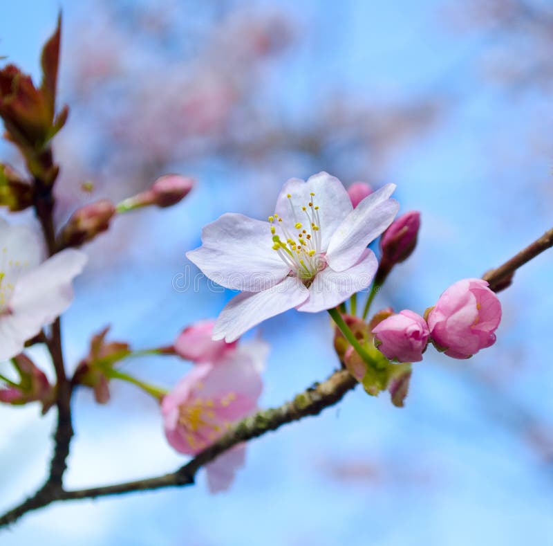 Cherry And Apple Tree Blossom Close Up. Selective Focus And Copy Space Apple Blossom Flower Vs Cherry Blossom