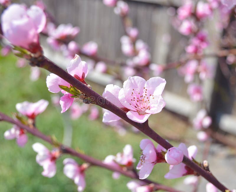 Cherry, Apricot and Peach Tree Flowers in Spring. Pollination by Bees