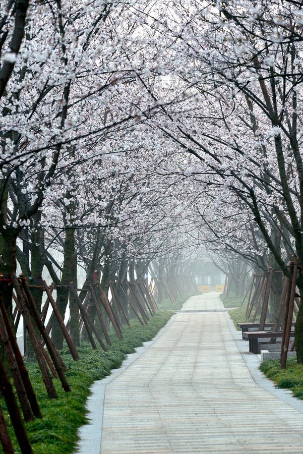 Cherry Avenue stock photo. Image of bird, city, branch 98275264