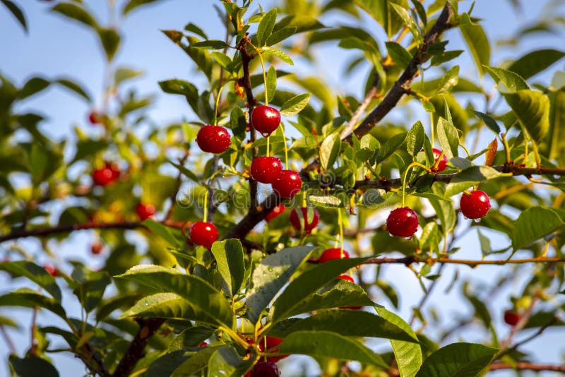 Cherry berries closeup stock photo. Image of cherry 146063818