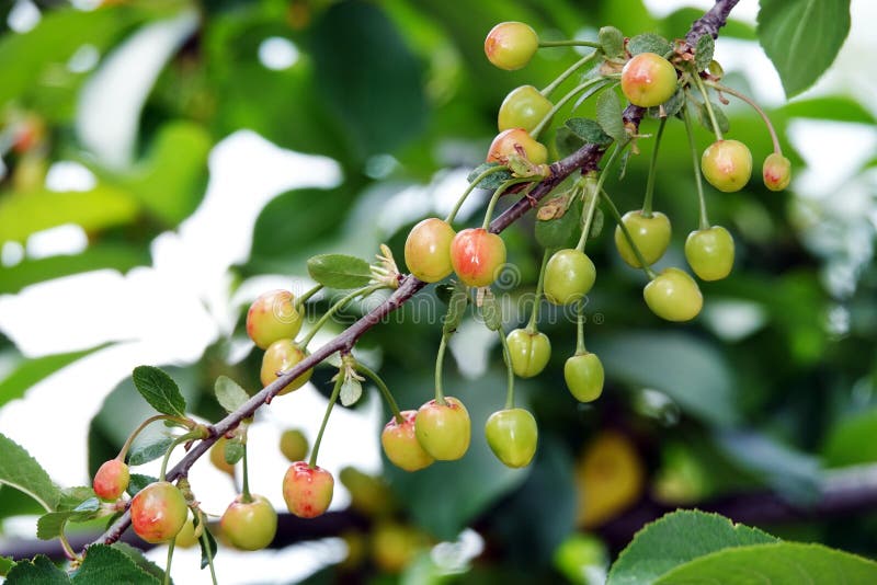 Cherry Berry on a branch stock photo. Image of nutrition 250885080