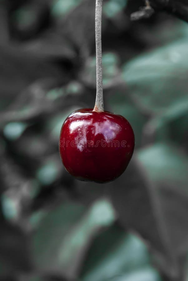 Cherry on black white background royalty free stock photos