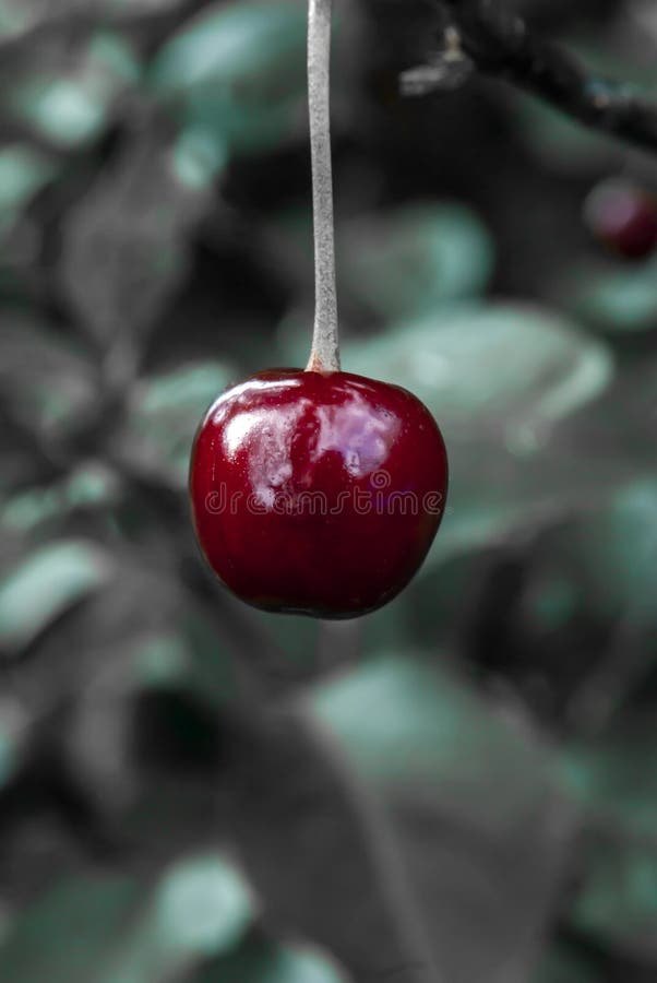 Cherry on black white background stock photo