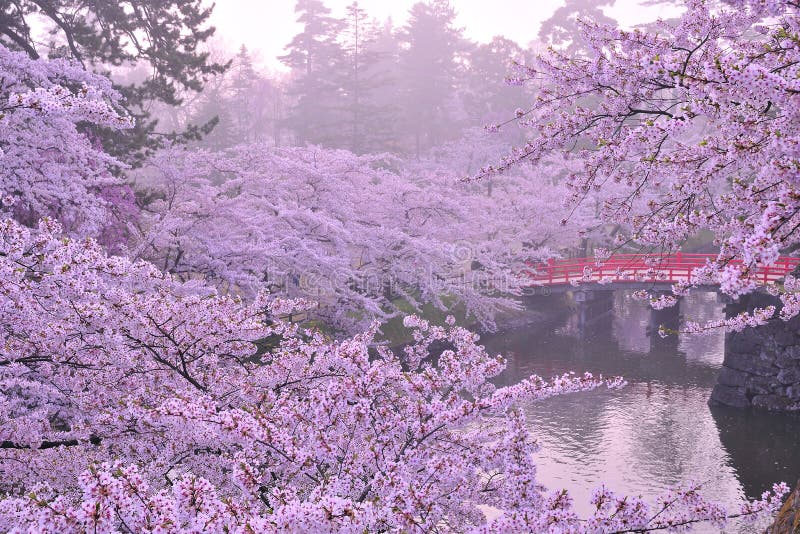 Cereza flor es un uno de japonés belleza escena.